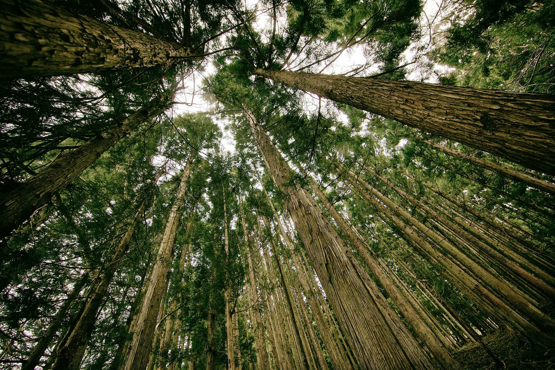 Perché le case in legno sono ecologiche